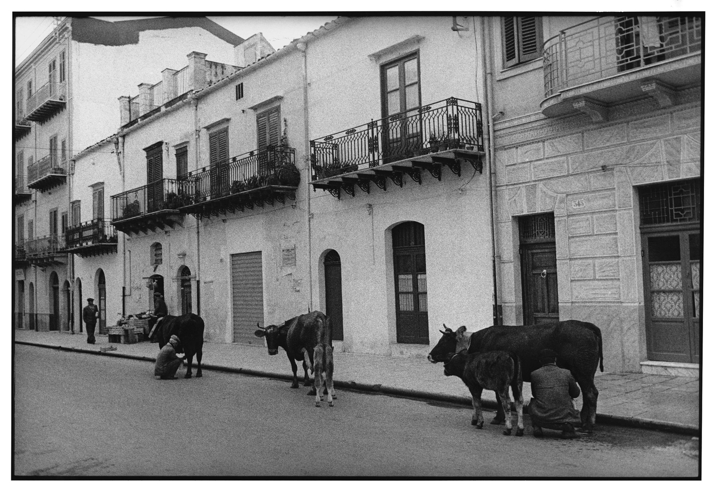 Sicilia, 002-049-58 Uomini mungono vacche in strada Partinico (Italia)